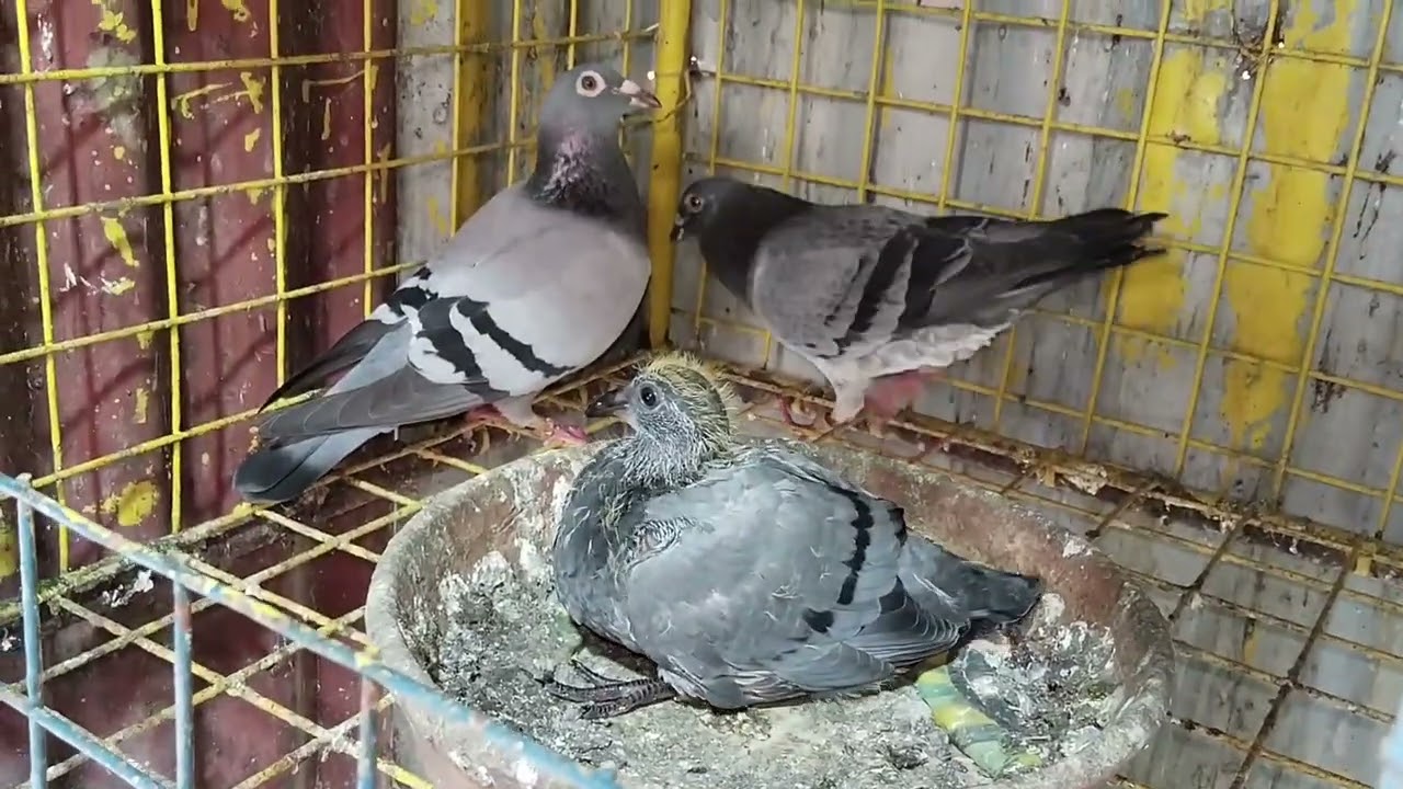 YB 5th overall (NLFC) 🐦❤️ + new breeding ⭐