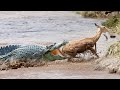 Crocodile Hiding And Hunting Impala On The River