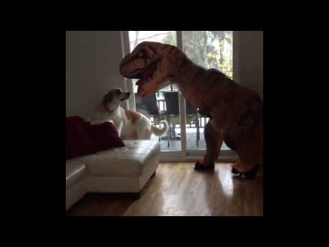 dog-scared-by-dinosaur-costume