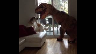 Dog scared by dinosaur costume