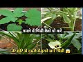 भिन्डी कैसे लगाए|Bhindi kaise ugaye|Bhindi kaise lagaen|How to Grow Okra/lady finger|Bhindi ki kheti