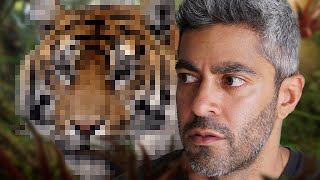 Searching Indias Jungles For Wild Tigers