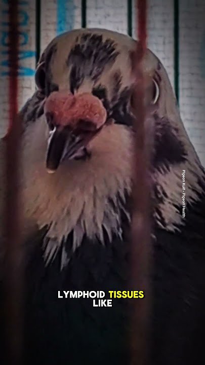 CIRCOVIRUS -  Circo virus is an infectious transmittable virus from one bird to another