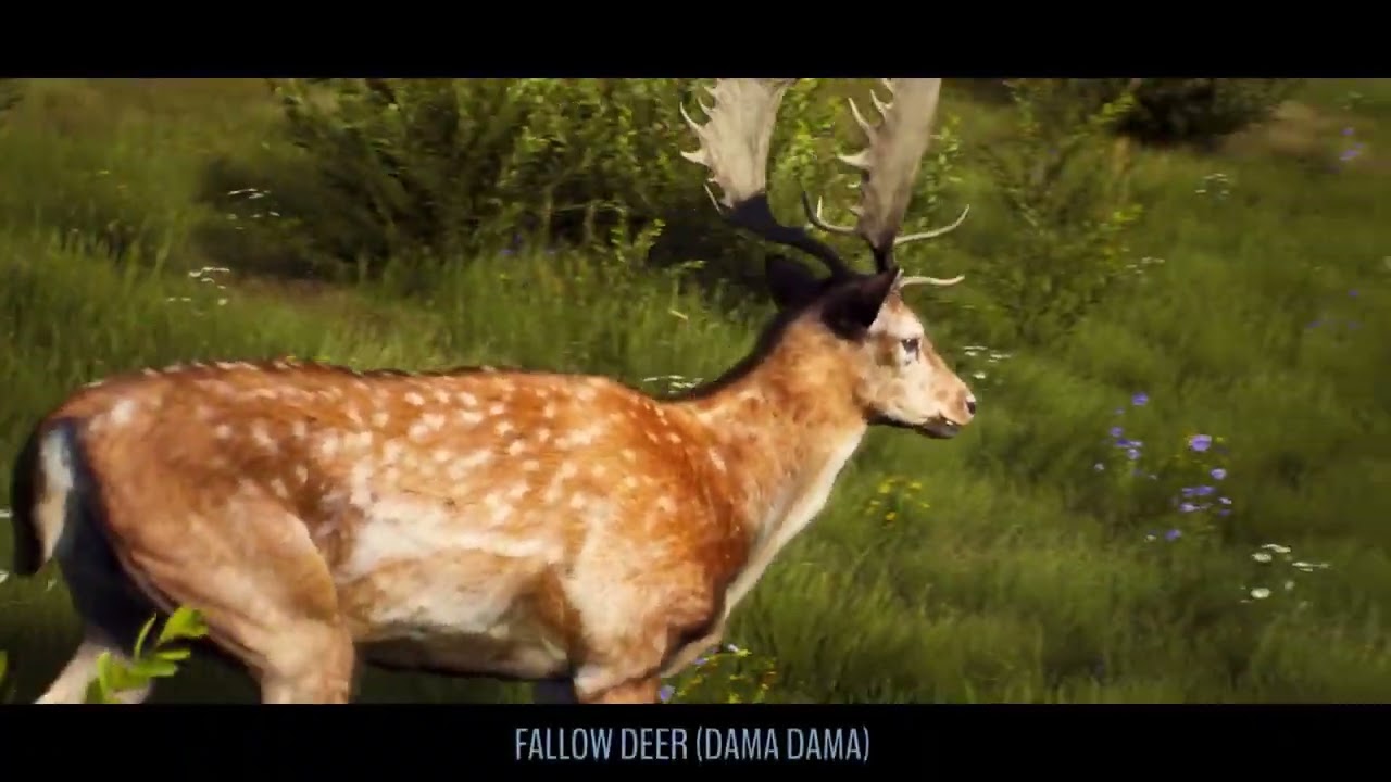 Discover The Versatile Wildlife Of Transylvania In Way Of The Hunter (No Werewolves Included) 1 YouTube player