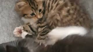 Funny and cute kittens act sweet in their morning play.