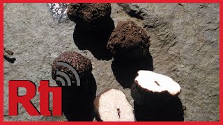 New species of truffle discovered in Taitung | Taiwan News | RTI