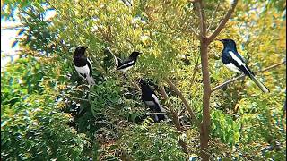 Forest Kacer Bird Therapy: Natural Relaxation