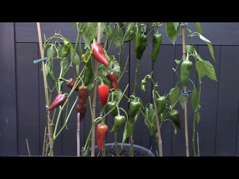 Faire pousser du poivron en pot/ Growing peppers in containers