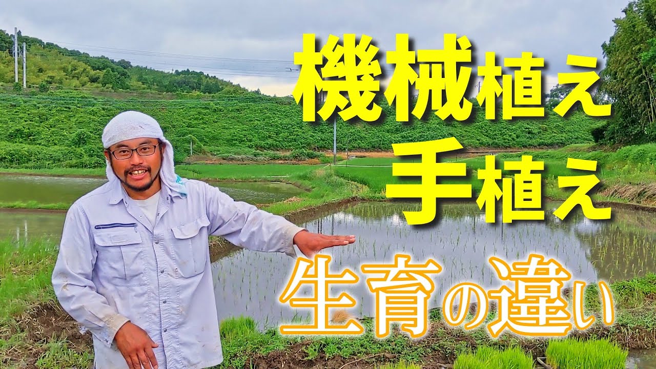 自然栽培米農家が感じる手植えと機械植えの生育の違いとは？／熊本県