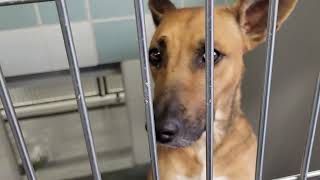acs A664141