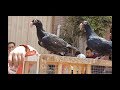 جولة سوق الحمام  ج٣ #جمهورية_المحله_الكبري_للحمام Egyptian pigeon''s market