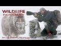 Wildlife Photography - Musk Oxen part 2 | Behind the scenes with wildlife photographer Morten Hilmer