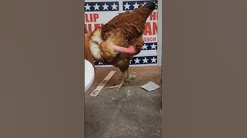 Thumbnail of Chicken isn't a fan of the laser light. #shorts