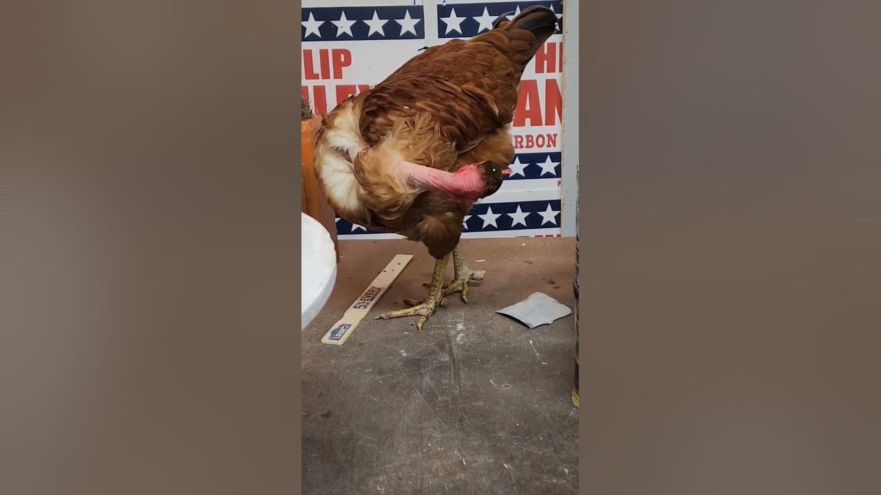 Chicken isn't a fan of the laser light. #shorts Chicken isn't a fan of the laser light. #shorts