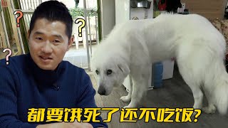 大白熊犬突然鬧絕食半個月瘦了快20斤原因卻連訓犬師都猜不到