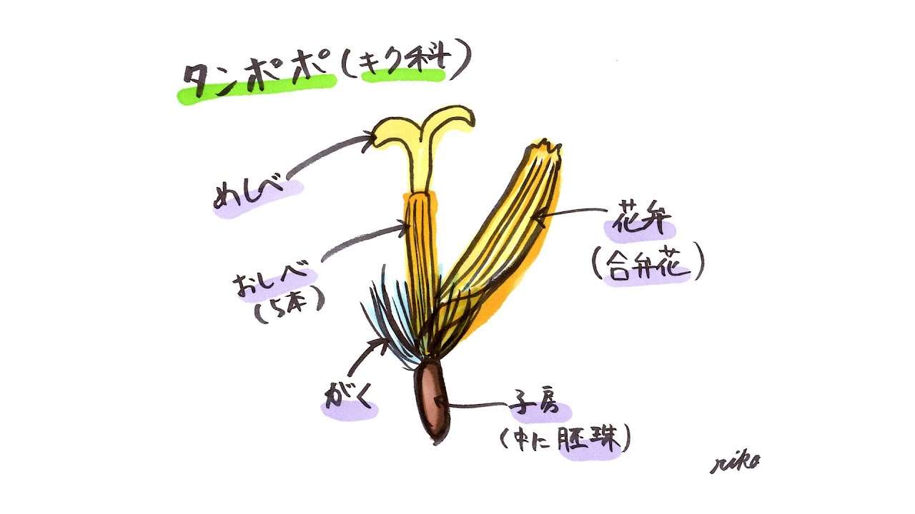 タンポポ の 花 の つくり
