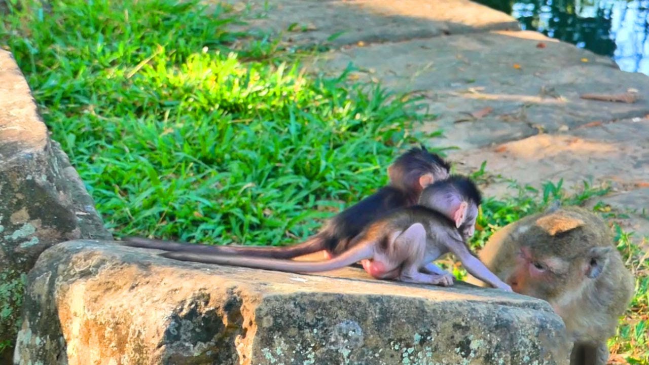 It looks really smart,Two baby monkeys go to ask their mother for milk ...