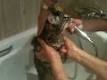 Greta en la ducha (Cat taking a shower)