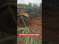 🚜Shumë djersë për të prodhuar sheqer. #sugar #shorts