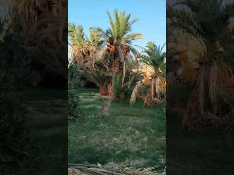 مياه الفيض تعود لت عيد الحياة إلى الواحة والحمد لله على فيض الخير والبركة
