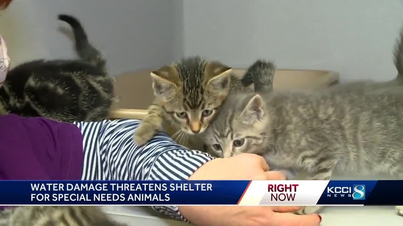 water-damage-threatens-funding-for-special-needs-animal-shelter-youtube