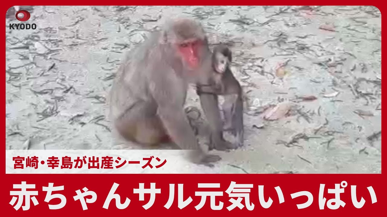 Baby monkeys full of energy: birthing season in Miyazaki's Koshima
