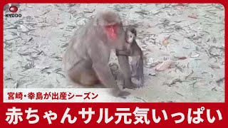 Baby monkeys full of energy: birthing season in Miyazaki's Koshima