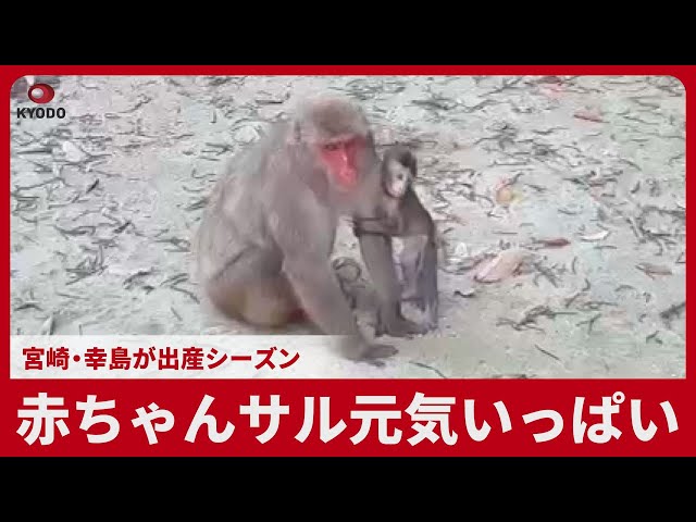【なんみ様】Baby Animals サル Baby monkeys full of energy: birthing season in Miyazaki's Koshima