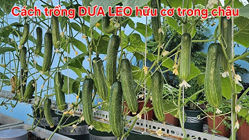 Cách trồng dưa leo hữu cơ sai quả trên sân thượng