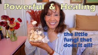 The Astonishing Health Benefits of Medicinal Mushrooms | Everything You Need to Know + Top 5 Faves