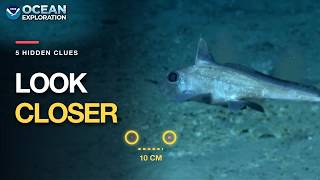 5 Hidden Clues in NOAA Deep-Sea Footage—Decoded