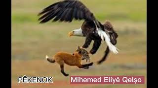 Pêkenok Mihemed Eliyê Qelşo Ürtçe Ikra Î