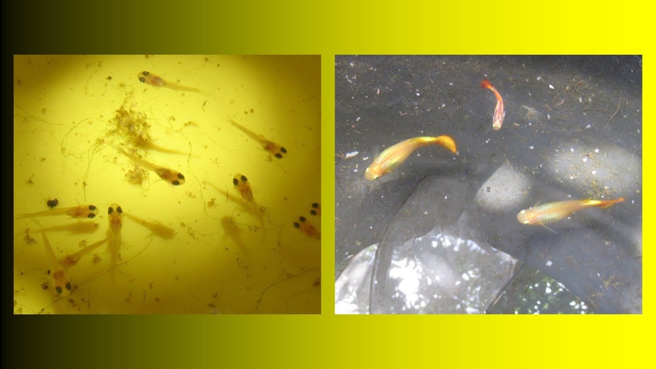 How Many Male and Female Guppies is Best for Breeding?