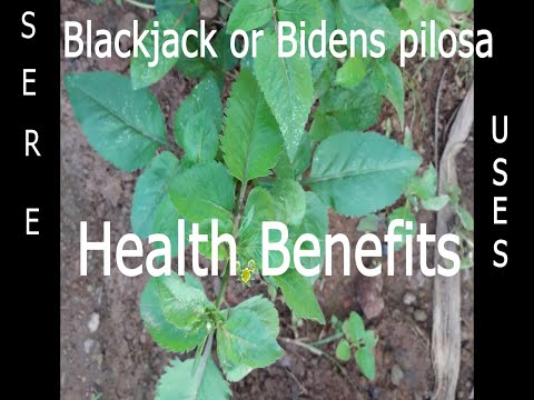 Blackjack or Bidens pilosa and its tremendous uses