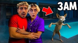 We Caught Our Dog Sleepwalking At 3Am