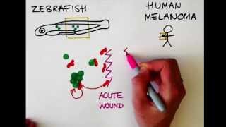 Video Synopsis Paul Martin Colleagues The Embo Journal