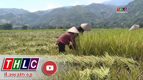 Nông dân Văn Bàn khẩn trương thu hoạch lúa xuân | THLC