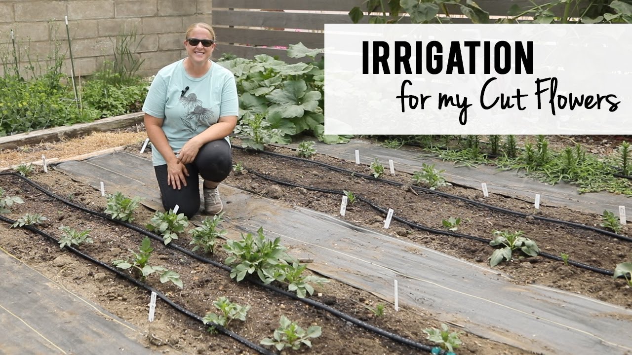 Irrigation Methods That Maximize Cut Flower Growth