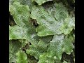 I LOVE LIVERWORT! snakewort conocephalum conicum, great scented liverwort