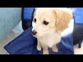 子犬がDAISOのお部屋を紹介してくれるそうです | Room Tour 2021