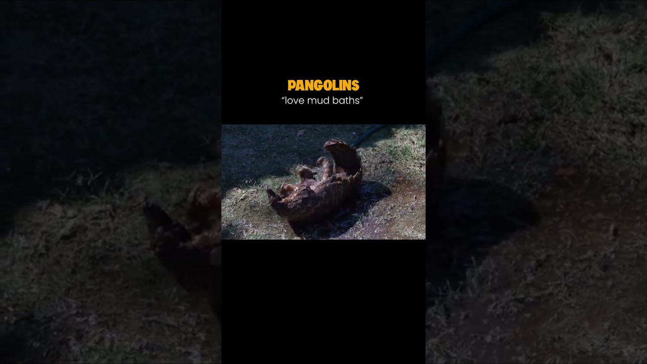 Pangolins love mud baths