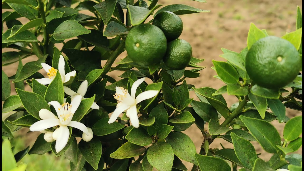 The Myrtle-Levaed Bitter Orange or Chinotto, Citrus x aurantium var. myrtifolia, a triumph of scent