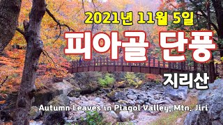 지리산 피아골 단풍 현황 / Autumn leaves in Mt. Jiri is peak time / 피아골 삼홍소 단풍 절정 / 올해 마지막 단풍예상