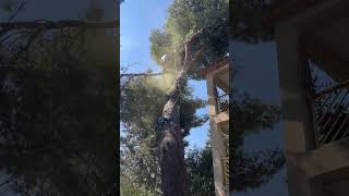 Grimper professionnel à vos services, contactez-moi pour un devis au 06 59 11 90 96. Merci ￼