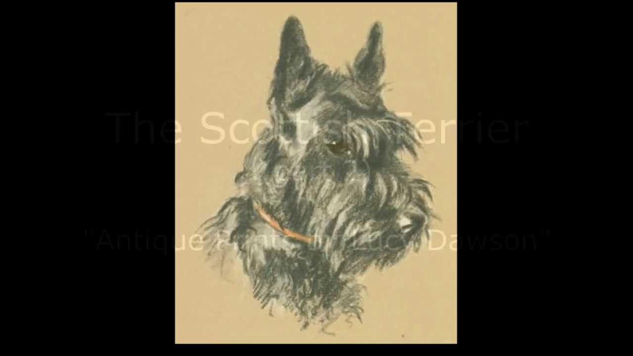 Scottish Terrier Art, part2 - Antique Prints by Lucy Dawson