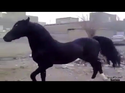 أروع حصان في العالم أحلك سواد وصفه الرسول صلى الله عليه وسلم يوتيوب