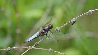 broad bodied chaser - Libellula depressa - platbuik