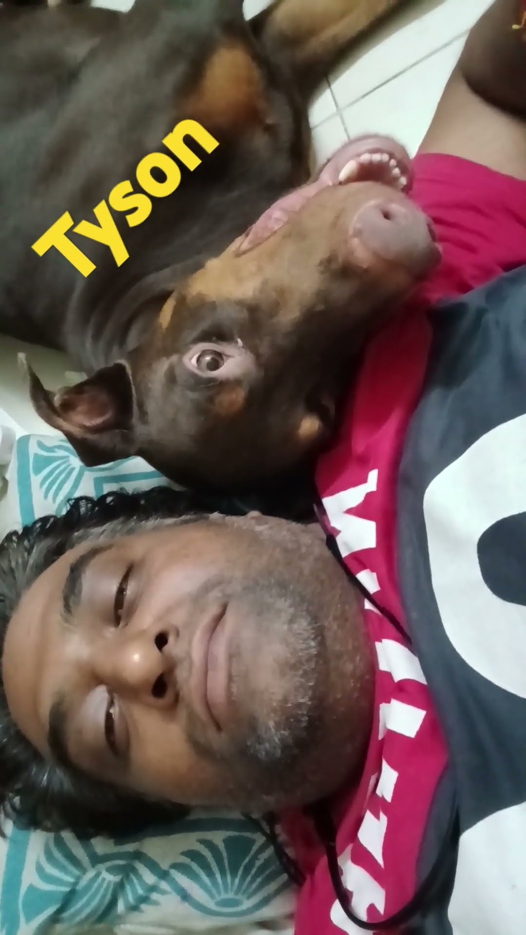 Sleeping time, tyson.. #doglover #tyson #doberman #entertainment #pets