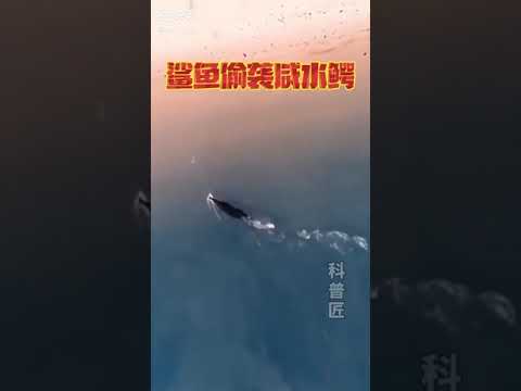 سرعة سمك القرش