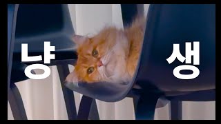 냥생 이야기 | 고양이 집에 손님이 놀러왔다 | 고양이 브이로그 | Cat Vlog